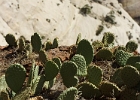 Catus near Observation Point